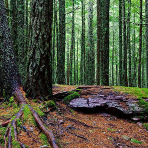 Тексты с официального сайта монастыря Шаолинь