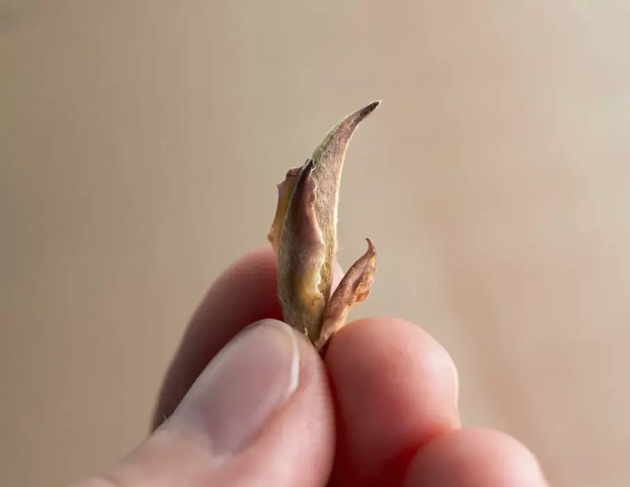 Чайный мастер Олег