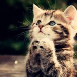 181159-150x150 Тексты с официального сайта монастыря Шаолинь