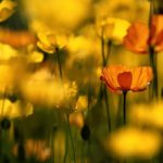 Тексты с официального сайта монастыря Шаолинь