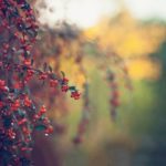 Mahoney Photography WA Тексты с официального сайта монастыря Шаолинь